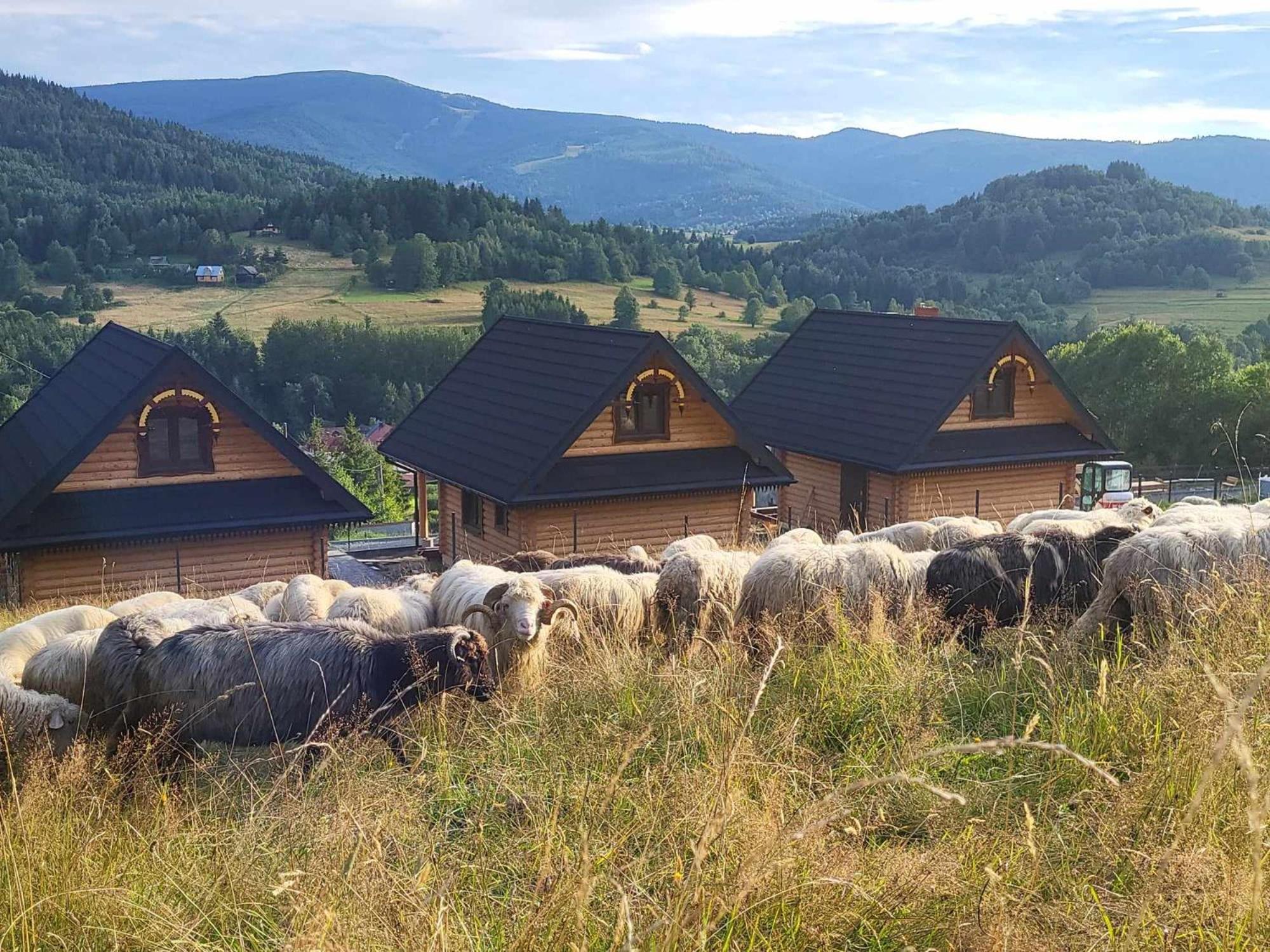 Шале Pod Pilskiem - Sauna I Jacuzzi W Cenie *